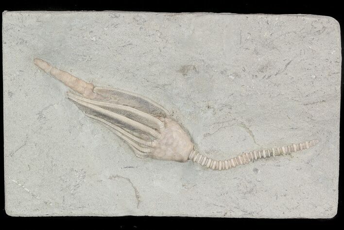 Macrocrinus Crinoid With Anal Tube - Indiana #48399